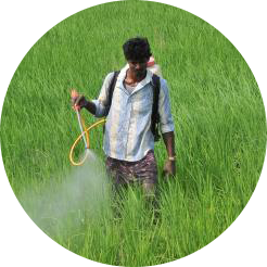 Man spraying field in green rice paddy field