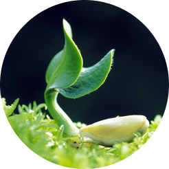 Man spraying field in green rice paddy field