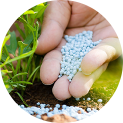 Man spraying field in green rice paddy field
