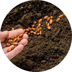 Man spraying field in green rice paddy field