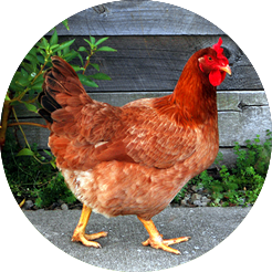 Man spraying field in green rice paddy field